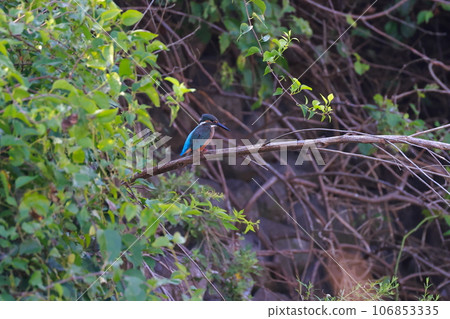 Kingfisher aiming for prey 106853335