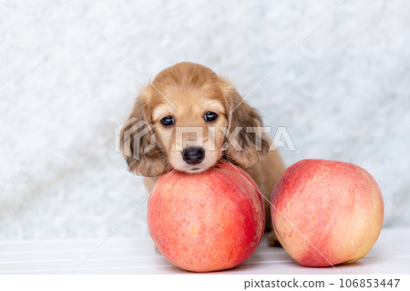 Puppy Kaninhen Dachshund Puppy Kaninhen Dachshund 106853447