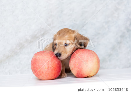Puppy Kaninhen Dachshund Puppy Kaninhen Dachshund 106853448