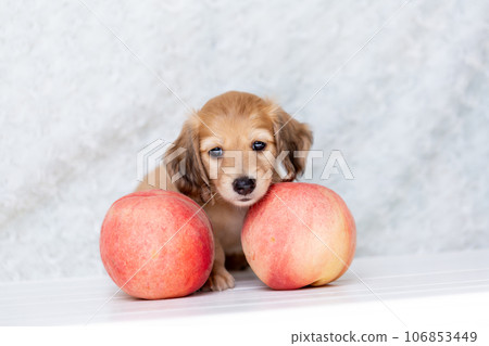 Puppy Kaninhen Dachshund Puppy Kaninhen Dachshund 106853449