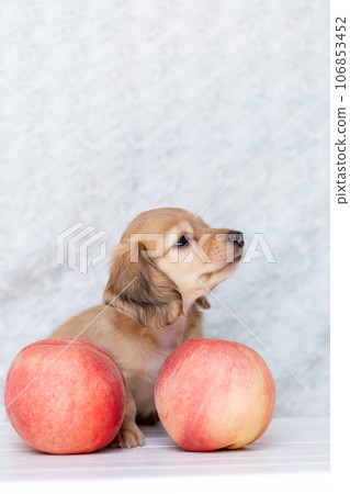 小狗 Kaninhen 臘腸 106853452