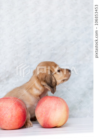 Puppy Kaninhen Dachshund Puppy Kaninhen Dachshund 106853453