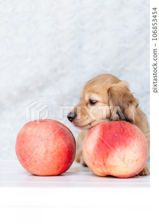 Puppy Kaninhen Dachshund Puppy Kaninhen Dachshund 106853454