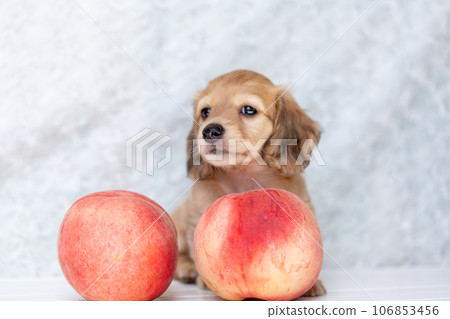 Puppy Kaninhen Dachshund 106853456