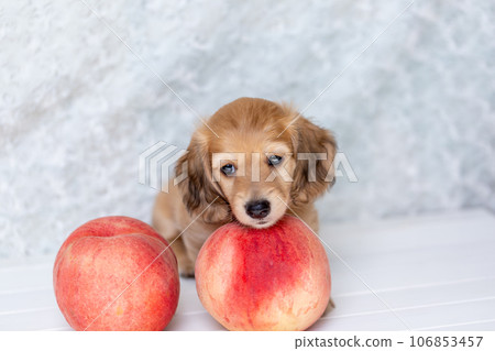Puppy Kaninhen Dachshund 106853457