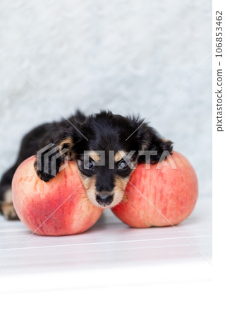 Puppy Kaninhen Dachshund 106853462
