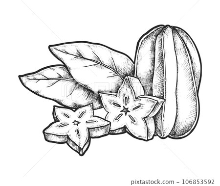 Vector carambola image. Sketch of tropical fruit 106853592