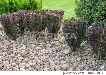 Front yard with purple Barberry growing. Garden path made of natural stones, gravel. Huge landscaping trend. Lawn, shrubbery in the backyard. Scenic of nice landscaped. Home design. Garage driveway 106853811