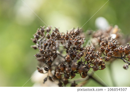 Withered brown Noritsugi fruit Withered brown Noritsugi fruit 106854507
