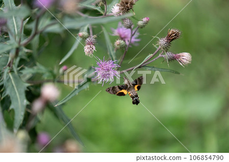 海星盤旋並從松薊中吸取花蜜 106854790