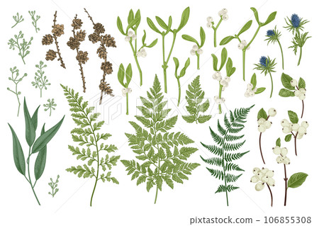 Set with winter plants. Botanical illustration. Fern, larch branches and cones, eucalyptus leaves and seeds, mistletoe, snow berry, blue thistle. Set with winter plants. Botanical illustration. Fern, larch branches and cones, eucalyptus leaves and seeds, mistletoe, snow berry, blue thistle. 106855308