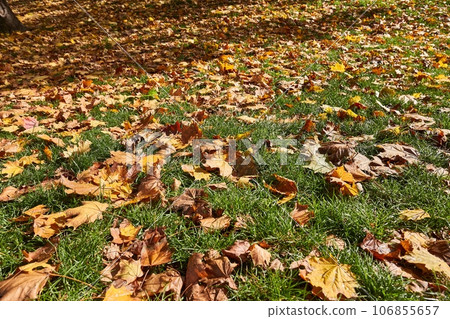 Fallen autumn leaves Fallen autumn leaves 106855657