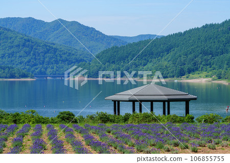 Lavender fields and lakes, Lake Kanayama, Minamifurano sightseeing, spectacular summer views of Hokkaido, July Lavender fields and lakes, Lake Kanayama, Minamifurano sightseeing, spectacular summer views of Hokkaido, July 106855755