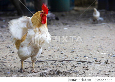 White Betong Chickken in dry garden 106855882