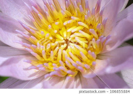 close up lotus flower yellow and purple color is so beautiful close up lotus flower yellow and purple color is so beautiful 106855884