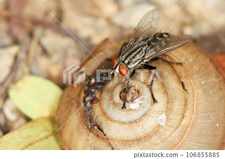 Close up The housefly insect on snail dead Close up The housefly insect on snail dead 106855885