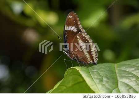 The beautiful butterfly on flower is show beauty wing in nature garden The beautiful butterfly on flower is show beauty wing in nature garden 106855886
