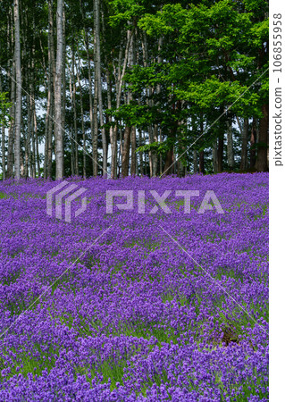 Hokkaido, Nakafurano Town, early summer lavender (Farm Tomita) Hokkaido, Nakafurano Town, early summer lavender (Farm Tomita) 106855958