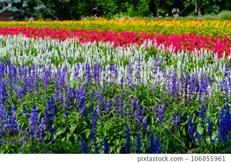 Hokkaido, Nakafurano Town, early summer lavender (Farm Tomita) Hokkaido, Nakafurano Town, early summer lavender (Farm Tomita) 106855961