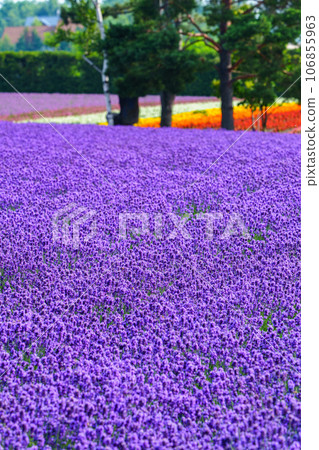 北海道中富良野町初夏薰衣草（富田農場） 106855963