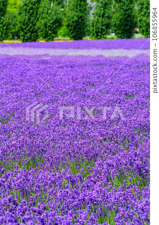 北海道中富良野町初夏薰衣草(富田農場) 北海道中富良野町初夏薰衣草(富田農場) 106855964