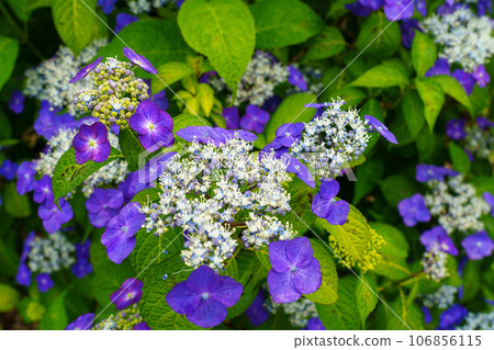 Hydrangea rainy season flower June 106856115