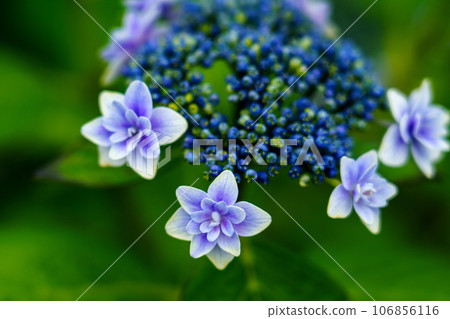 Hydrangea rainy season flower June Hydrangea rainy season flower June 106856116