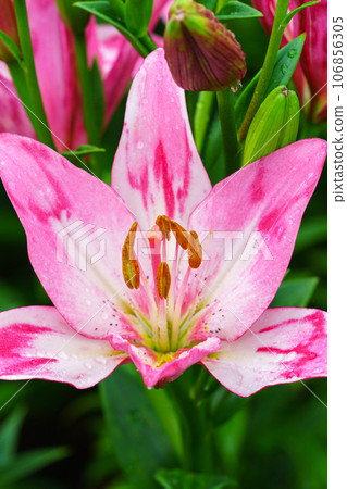 Clusters of lily flowers, rainy season flowers, June Clusters of lily flowers, rainy season flowers, June 106856305