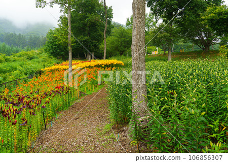 百合花簇,雨季花,六月 百合花簇,雨季花,六月 106856307