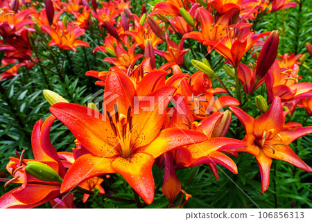 Clusters of lily flowers, rainy season flowers, June 106856313