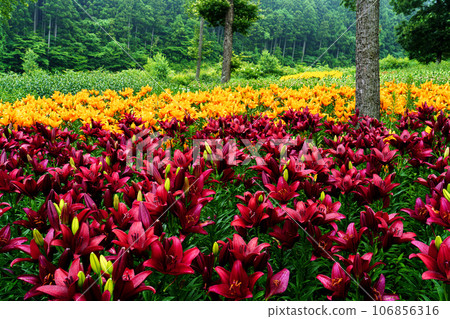 Clusters of lily flowers, rainy season flowers, June 106856316
