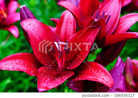 Clusters of lily flowers, rainy season flowers, June Clusters of lily flowers, rainy season flowers, June 106856317