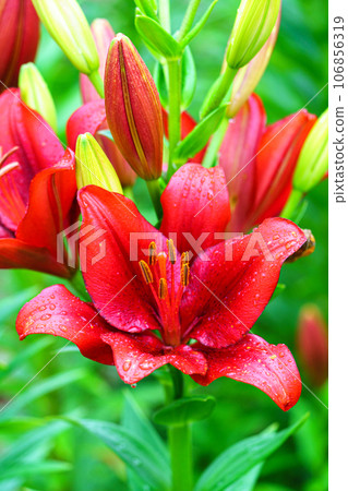 Clusters of lily flowers, rainy season flowers, June 106856319