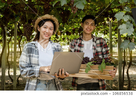 Young Asia Couple farmer holding grapes after harvest from the organic vineyard, healthy fruit concept Young Asia Couple farmer holding grapes after harvest from the organic vineyard, healthy fruit concept 106856538