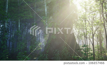 tropical jungle of seychelles island 106857466