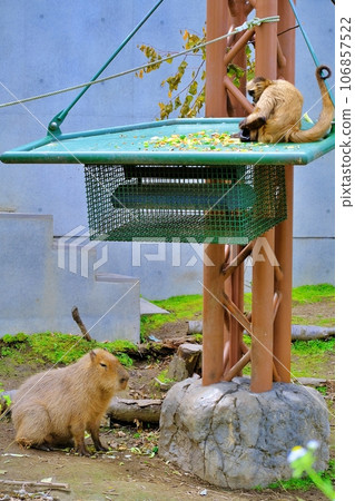旭山動物園蜘蛛猴和水豚博物館風景 旭山動物園蜘蛛猴和水豚博物館風景 106857522
