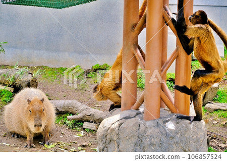 旭山動物園蜘蛛猴和水豚博物館風景 旭山動物園蜘蛛猴和水豚博物館風景 106857524