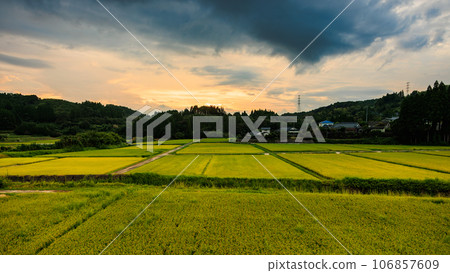 Landscape of rice fields nearing harvest at dusk Landscape of rice fields nearing harvest at dusk 106857609