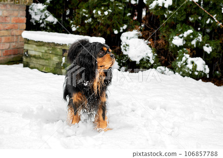 Cavalier king charles spaniel. Dog, portrait of dog. Cavalier king charles spaniel. Dog, portrait of dog. 106857788