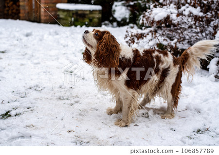 Cavalier king charles spaniel. 106857789