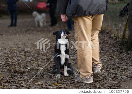 Training in a club of canine obedience with purebred border collie dog. 106857796