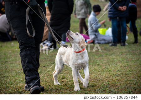dog playing with its owner 106857844