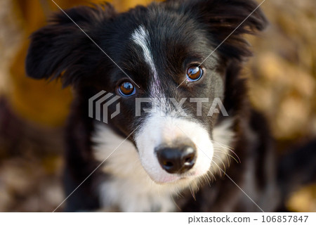 Portrait of purebred young border collie dog. 106857847