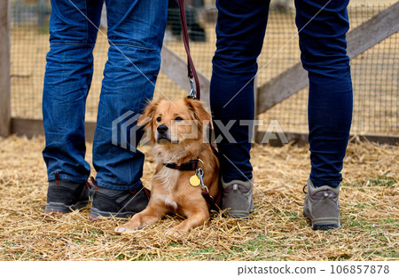 Mixed breed red dog lies on the ground between owners. Mixed breed red dog lies on the ground between owners. 106857878