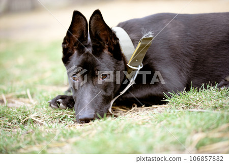 Portrait of young black dog. Young black dog lies on ground. Portrait of young black dog. Young black dog lies on ground. 106857882
