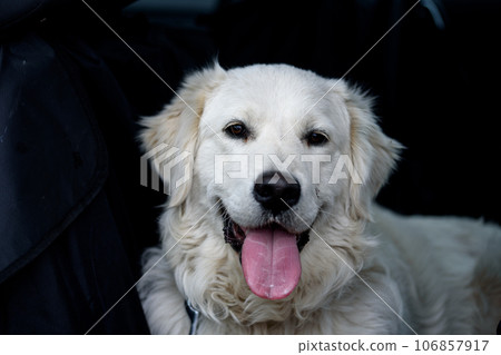 Portrait of the dog. Mixed breed white dog. 106857917