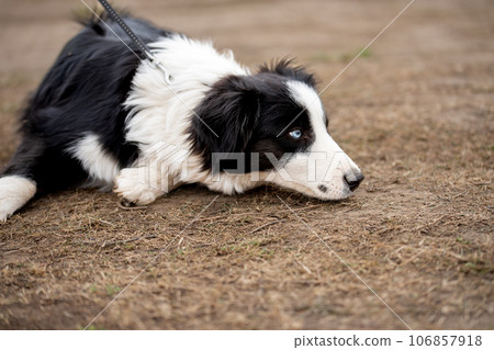 Portrait of young dog border collie. Portrait of young dog border collie. 106857918