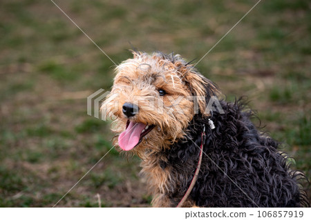 portrait of a brown  small dog 106857919