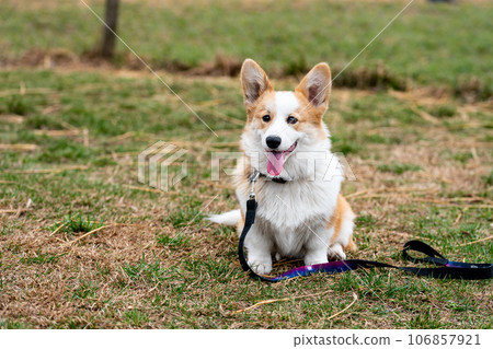 Portrait of young dog corgi. Small cute dog. Portrait of young dog corgi. Small cute dog. 106857921