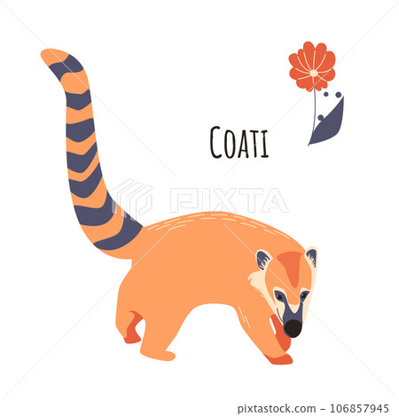 South American animal coati. Cute. Vector illustration isolated on white background. South American animal coati. Cute. Vector illustration isolated on white background. 106857945